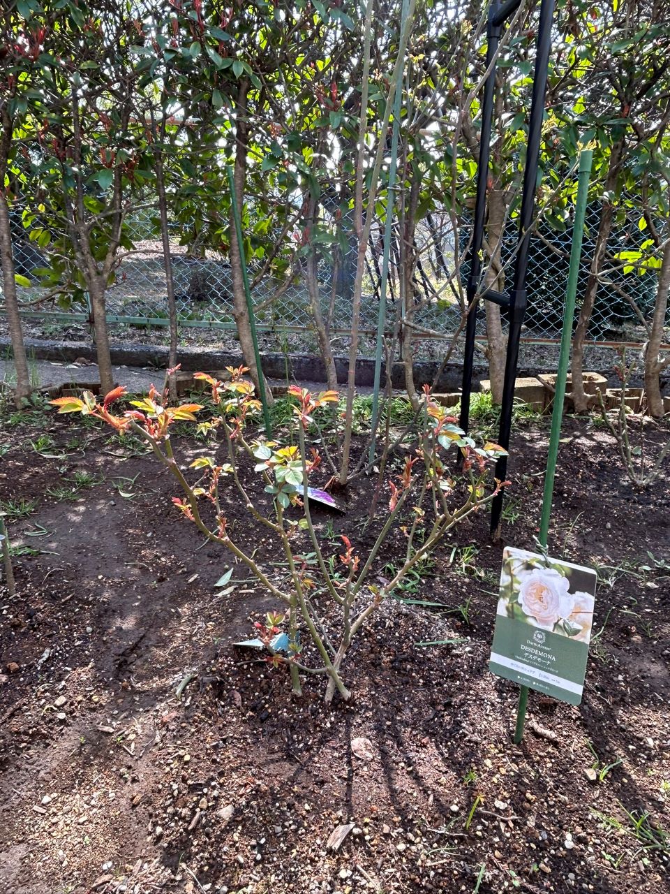 デスデモーナ15L鉢の30週後