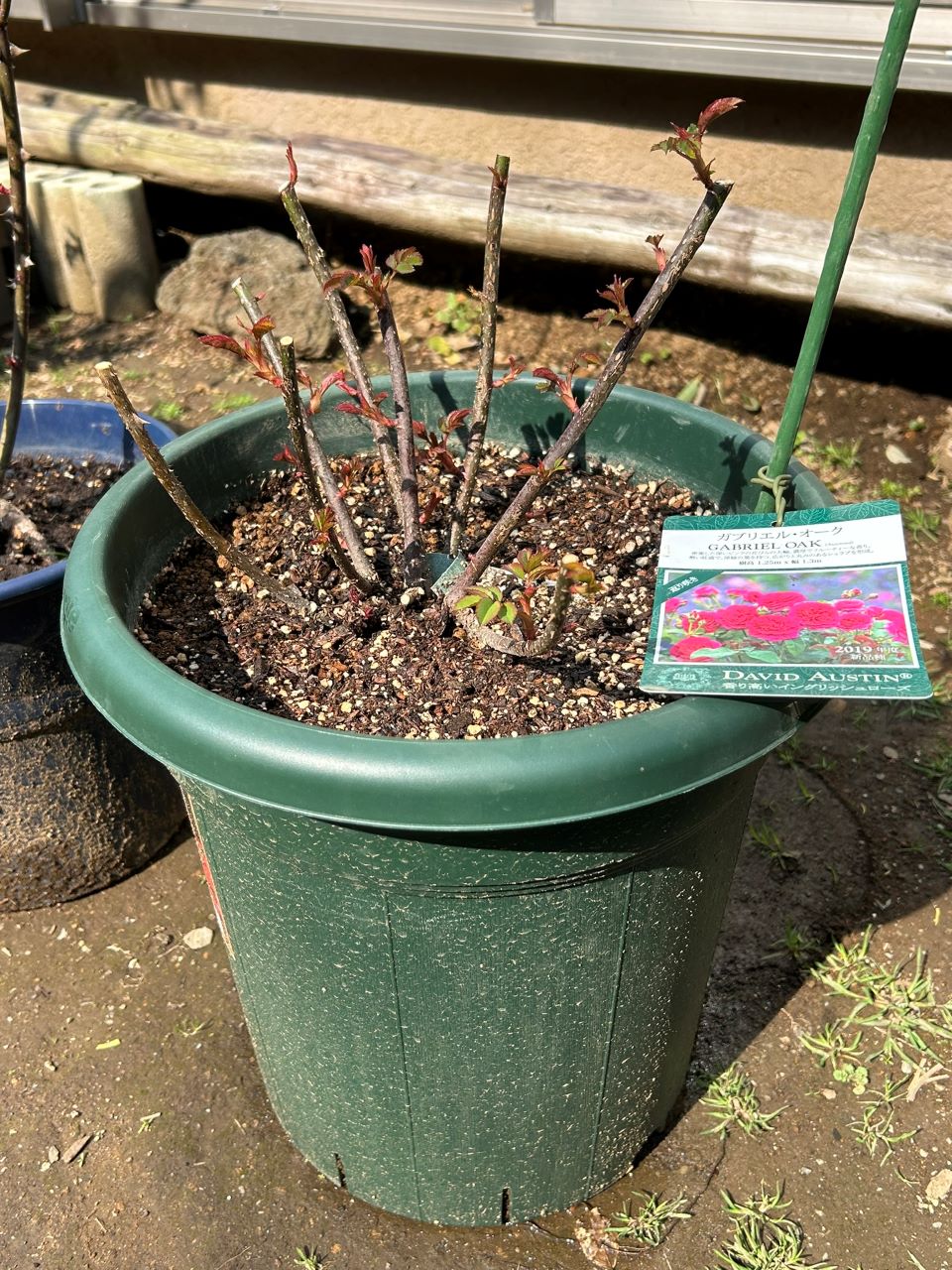 ガブリエル・オーク大苗12週後