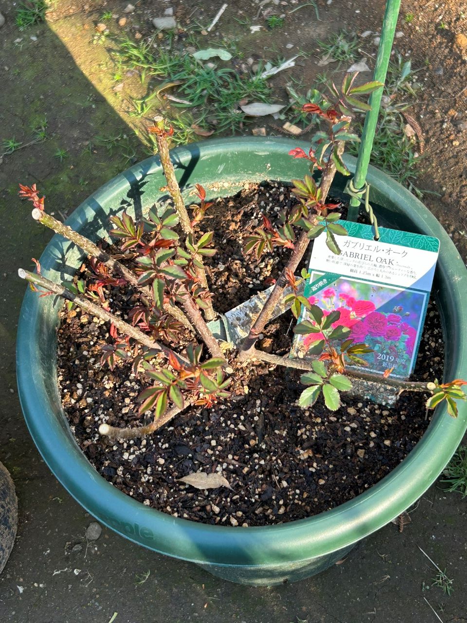 ガブリエル・オーク大苗13週後