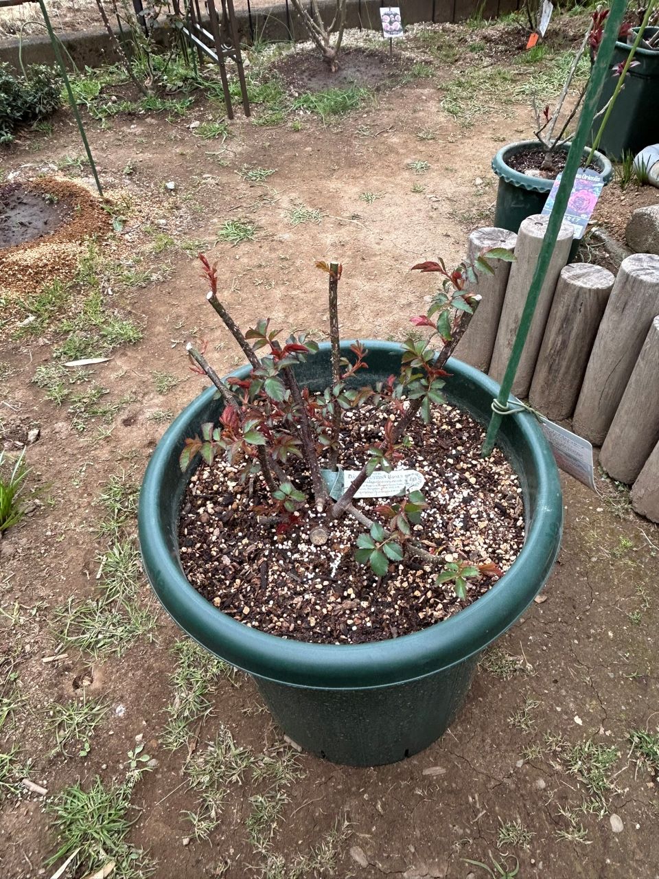 ガブリエル・オーク大苗13週後-2