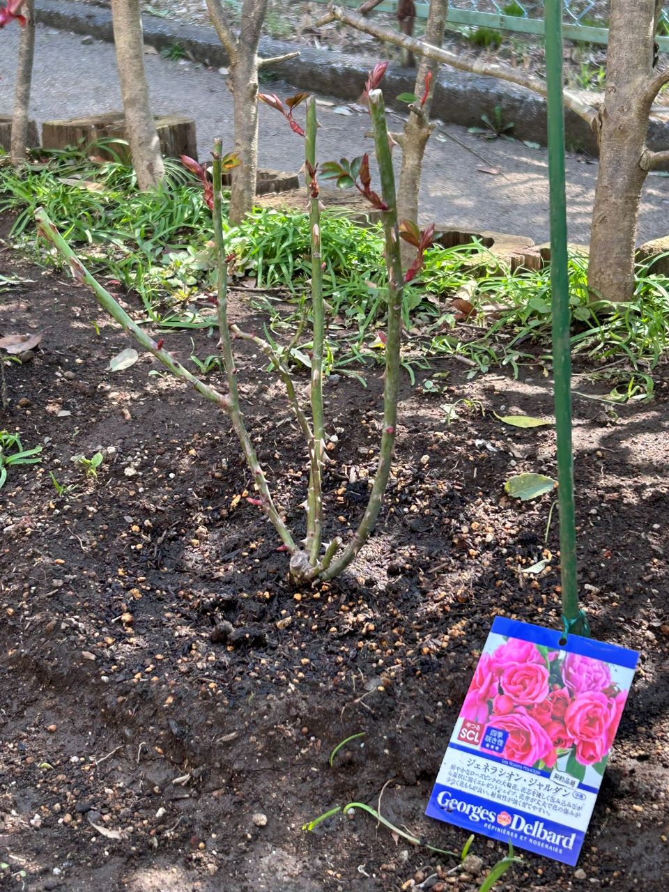 ジェネラシオン・ジャルダン裸苗4週後