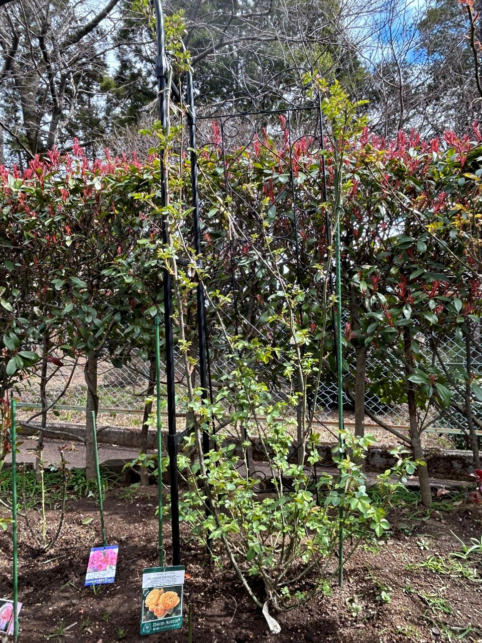 グラハム・トーマス15L鉢の36週後