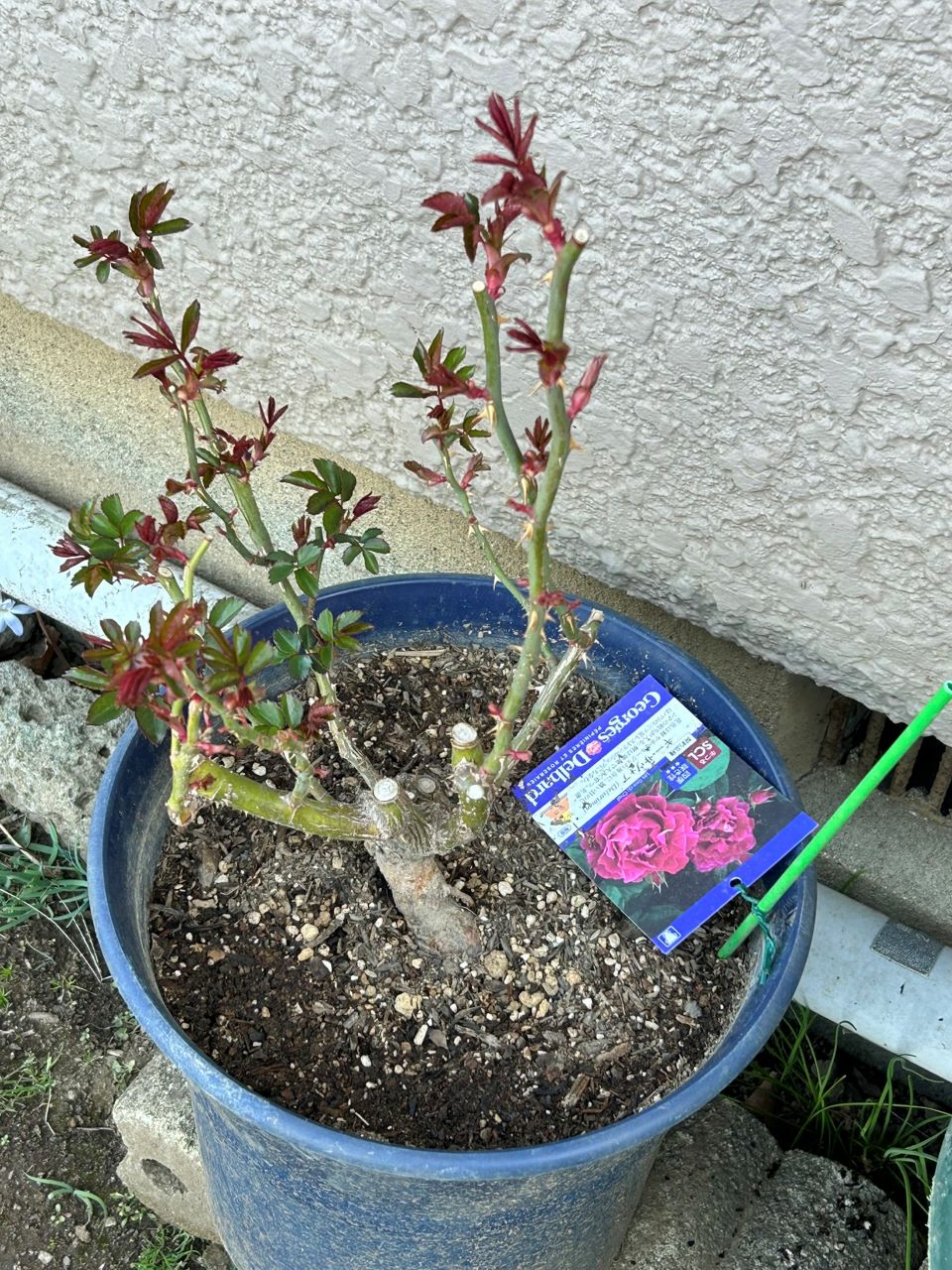 ギー・サヴォア大苗16週後