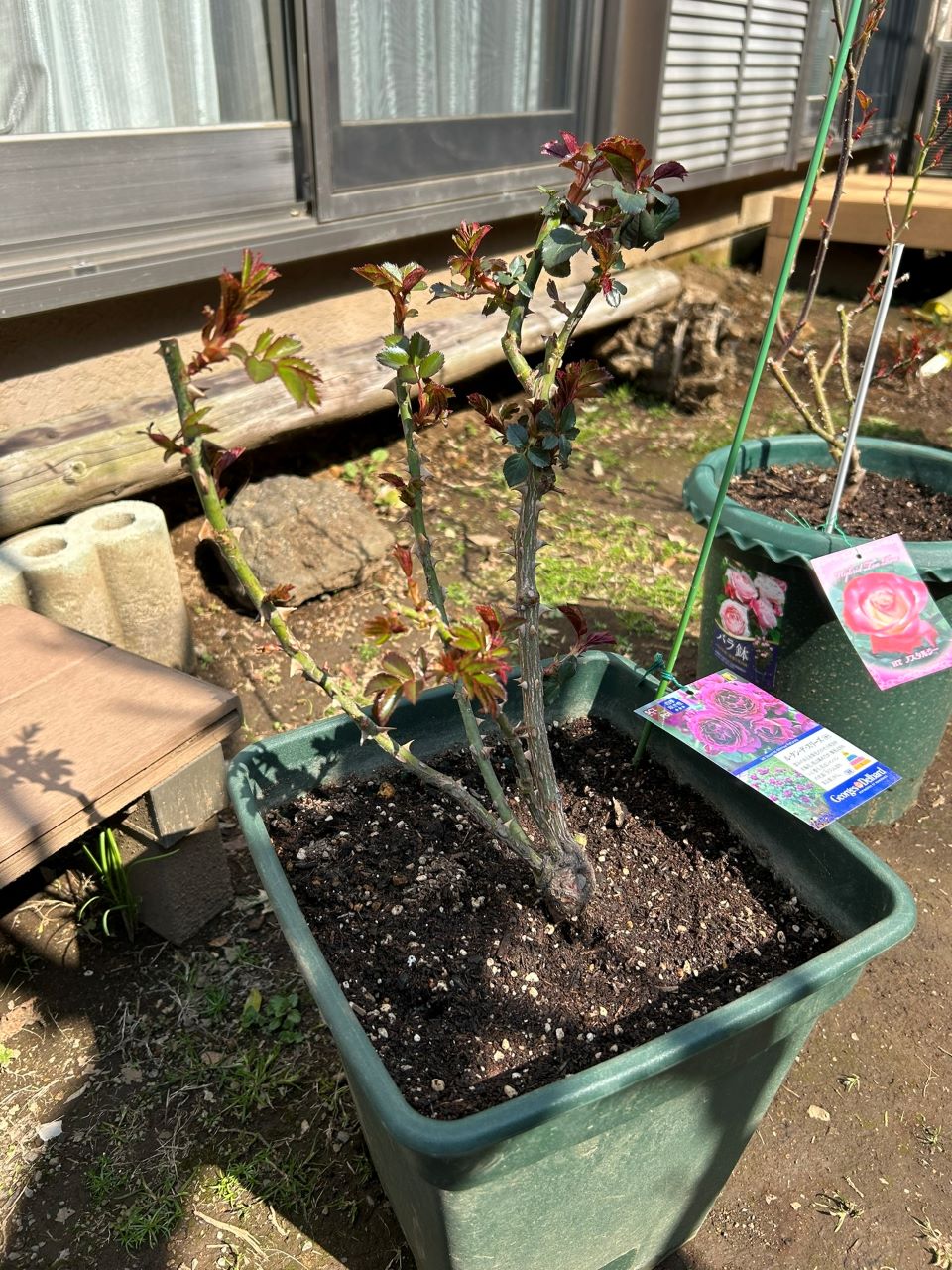 ル・タン・デ・スリーズ大苗6週間後