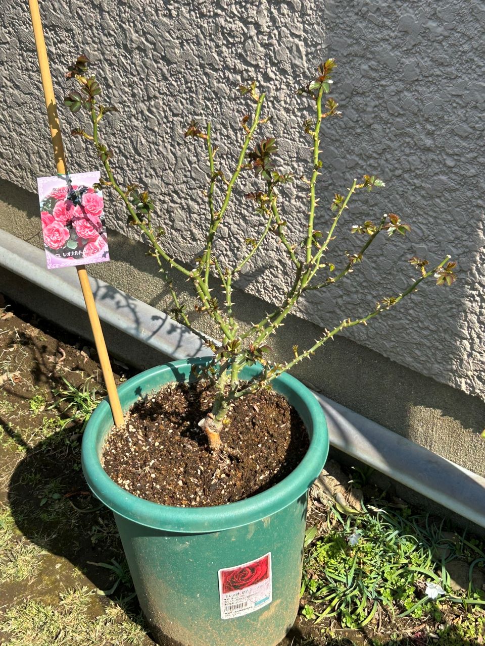 レオナルドダビンチ開花苗24週後