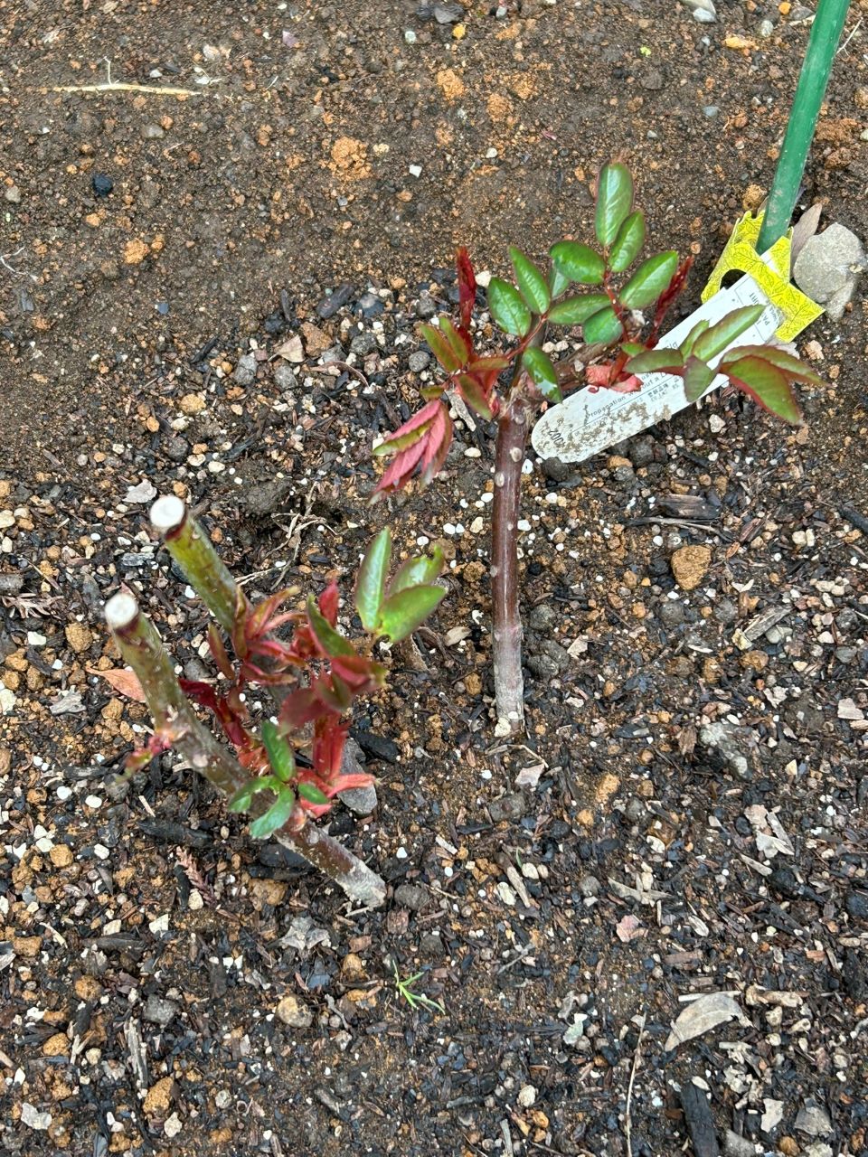 メアリー・ディレイニー裸苗13週後