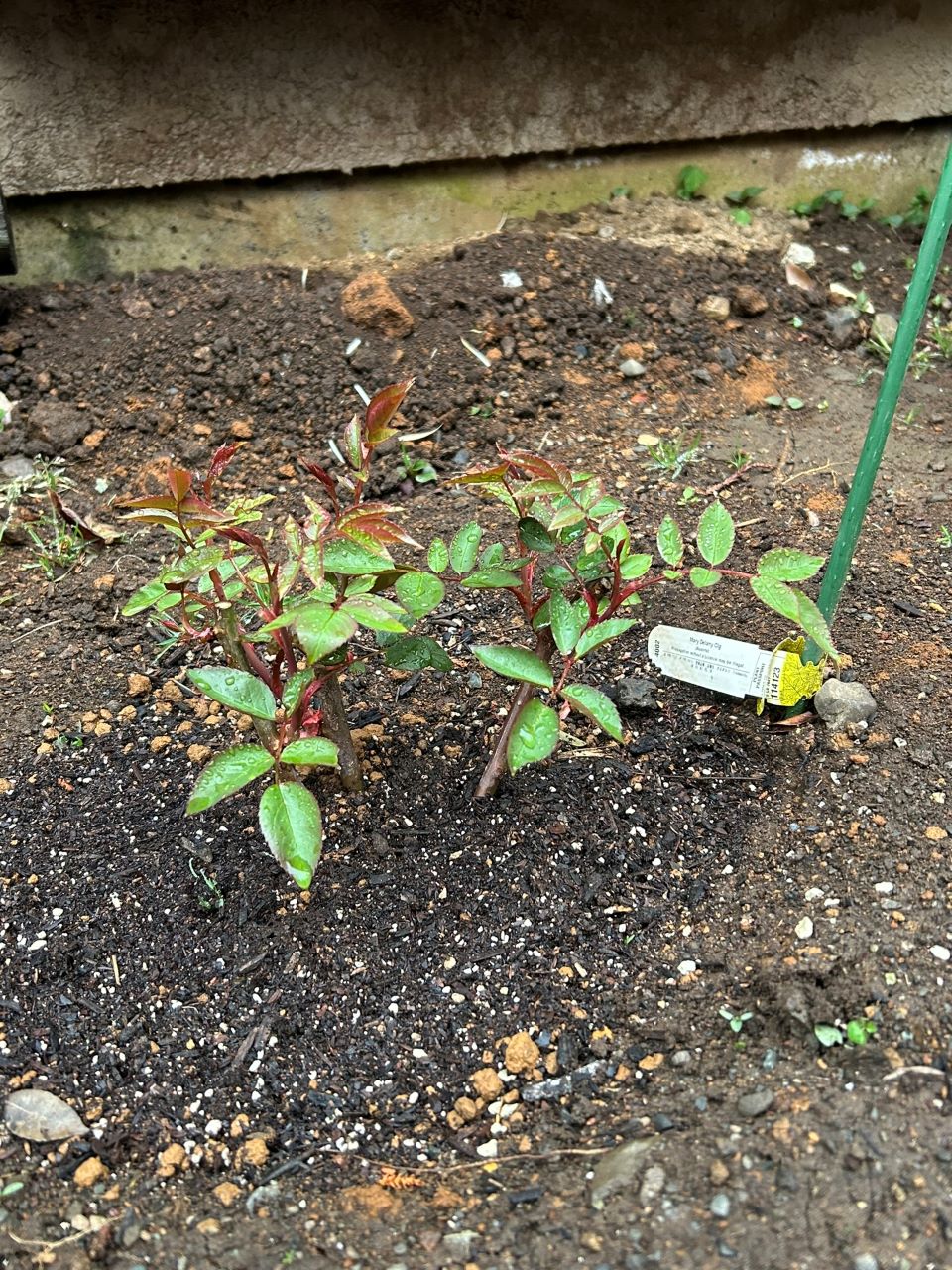 メアリー・ディレイニー裸苗16週後