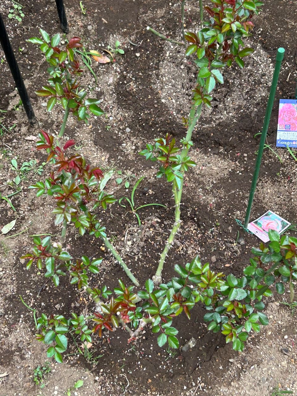 ニコール開花苗の45週後-2