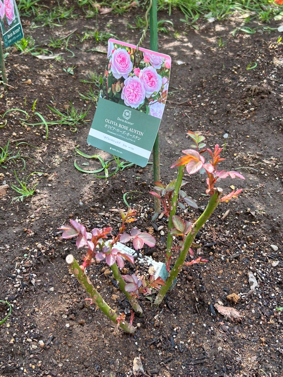 オリビア・ローズ・オ―スチン大苗11週後