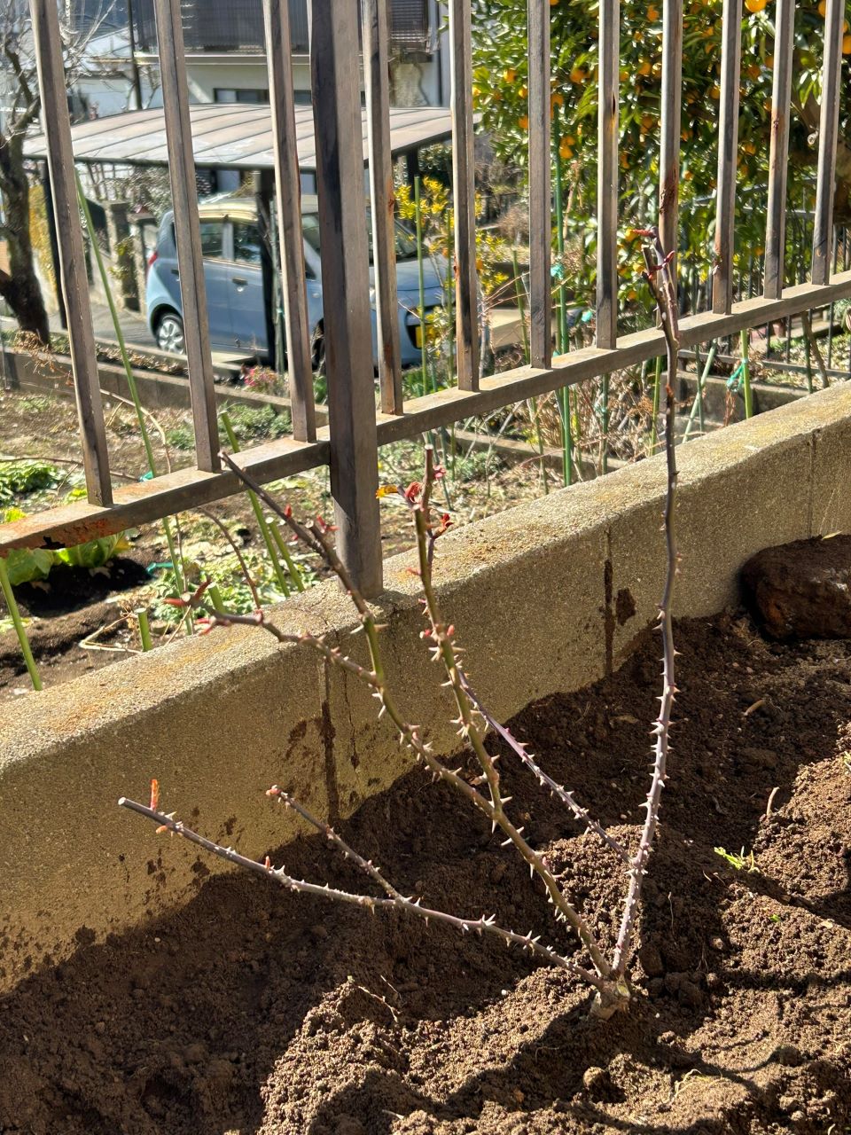 レッドレオナルドダビンチ新苗35週後