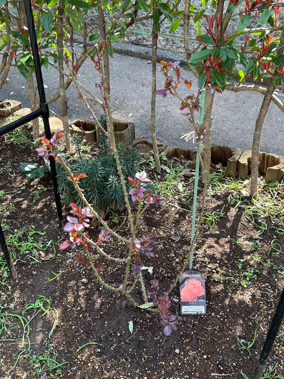 ロビン開花苗購入から38週後