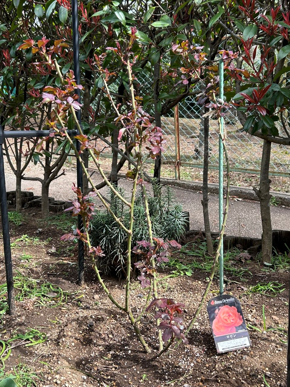 ロビン開花苗購入から39週後