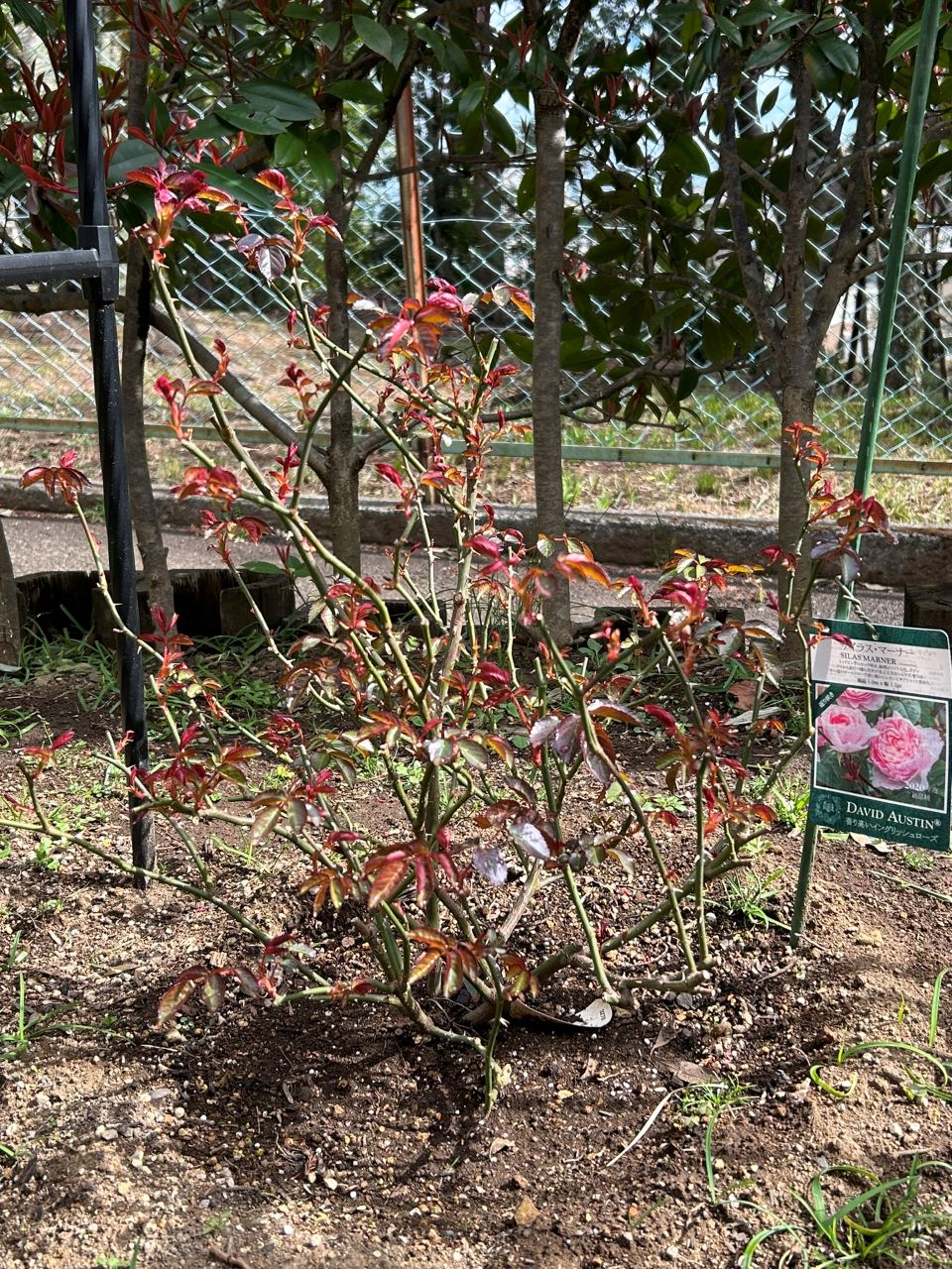 サイラスマーナー15L苗の29週後