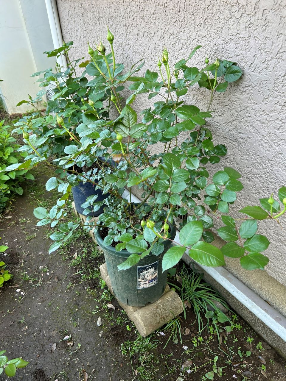 カミーユ大苗の21週後