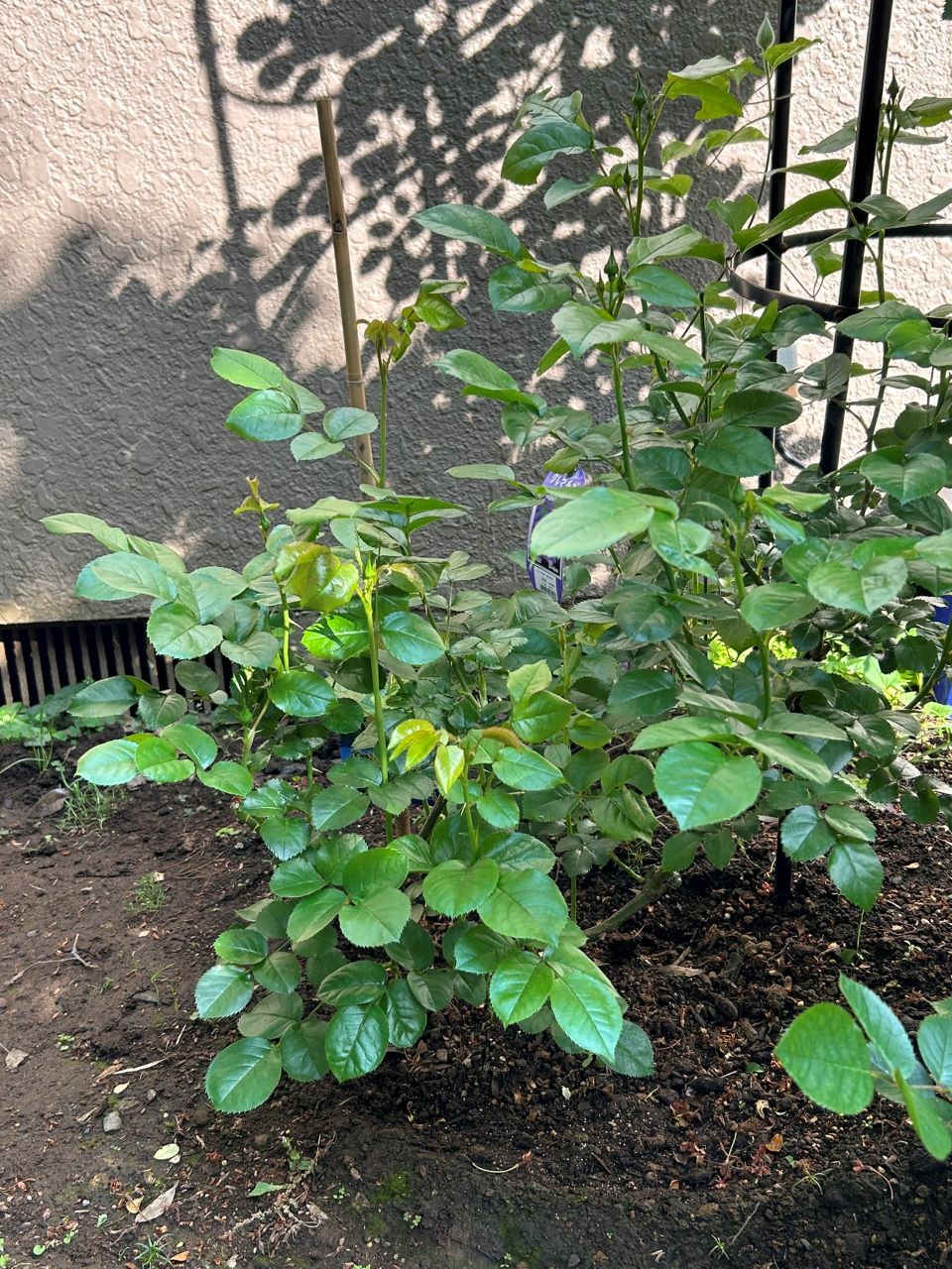 シャトー・ドゥ・シュベルニー大苗8週後