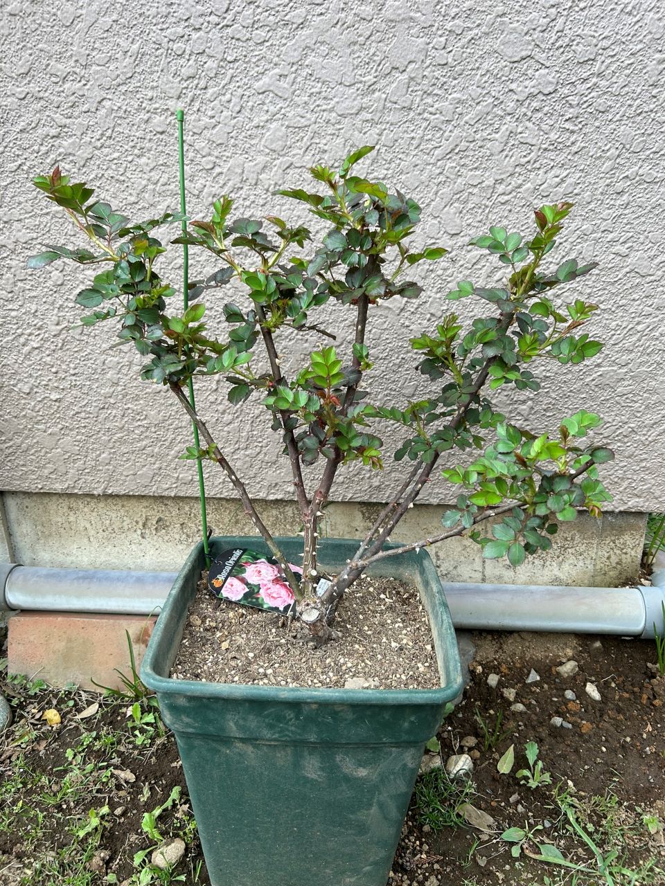 ダフネ大苗の6週後