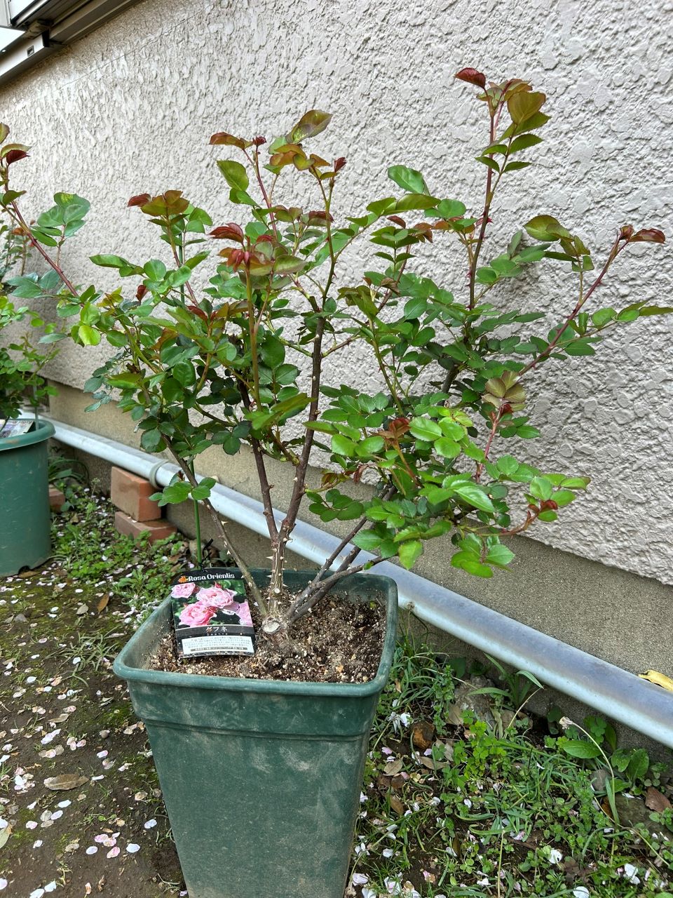 ダフネ大苗の8週後