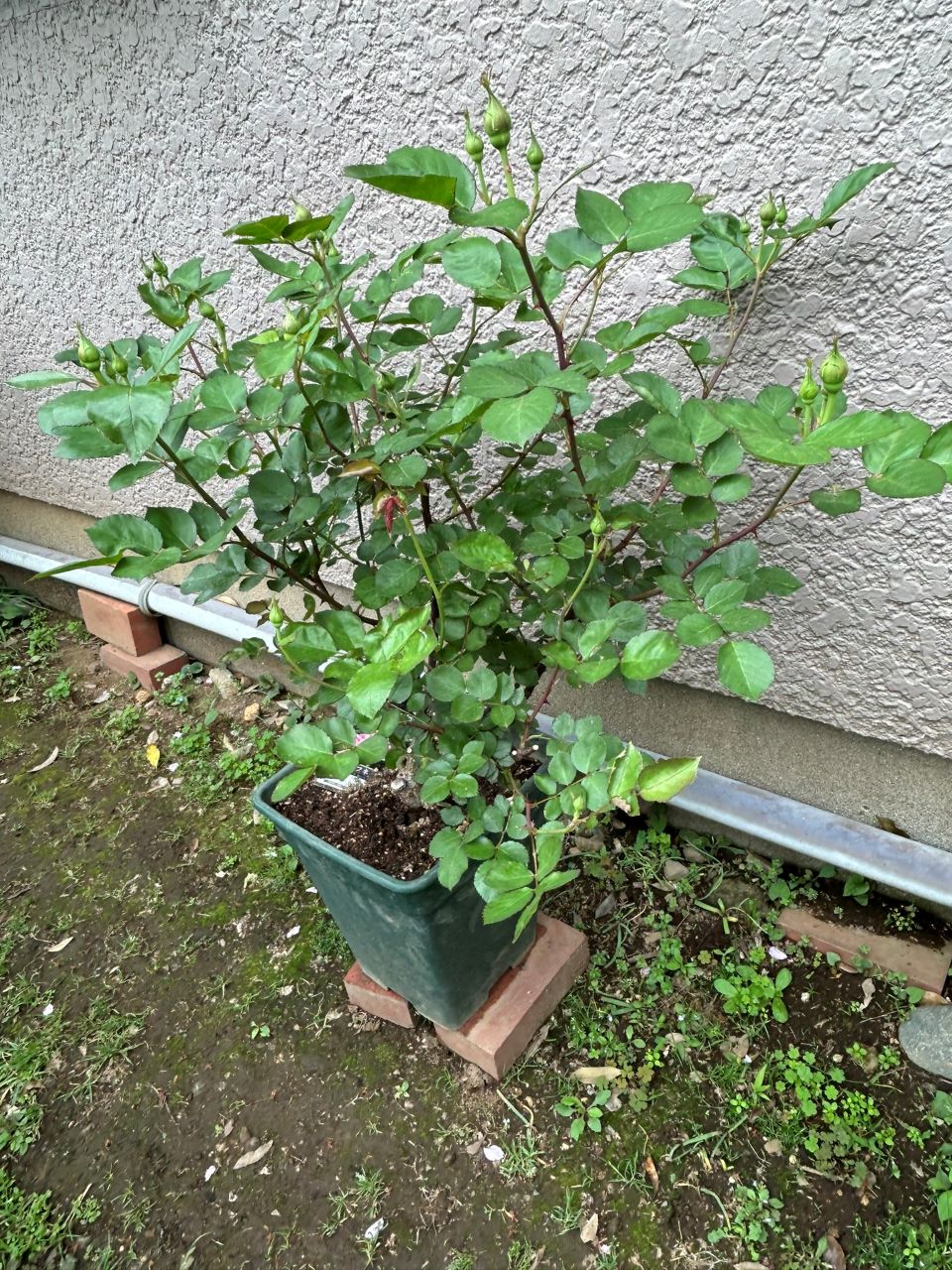 ダフネ大苗の10週後