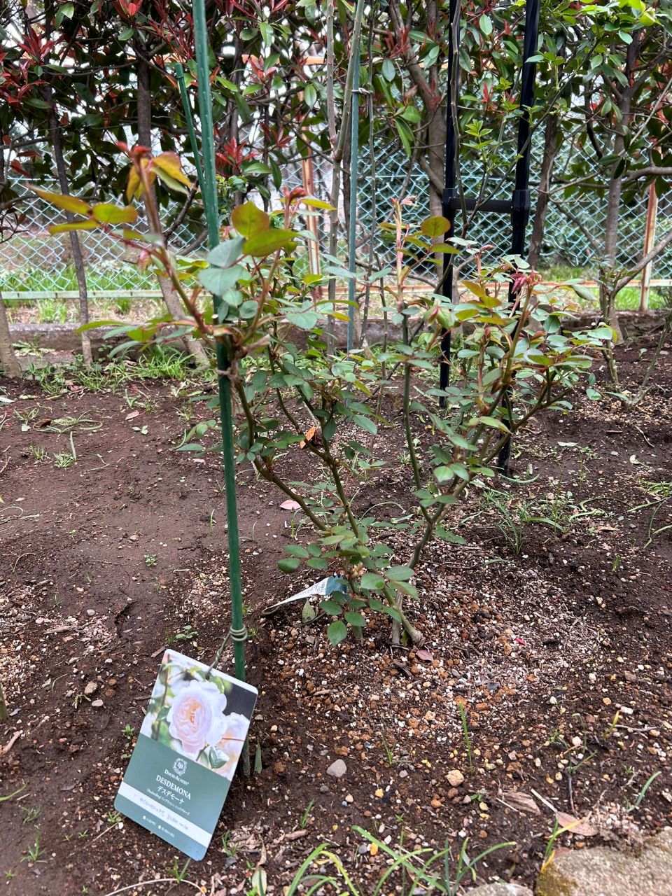 デスデモーナ15L鉢の33週後