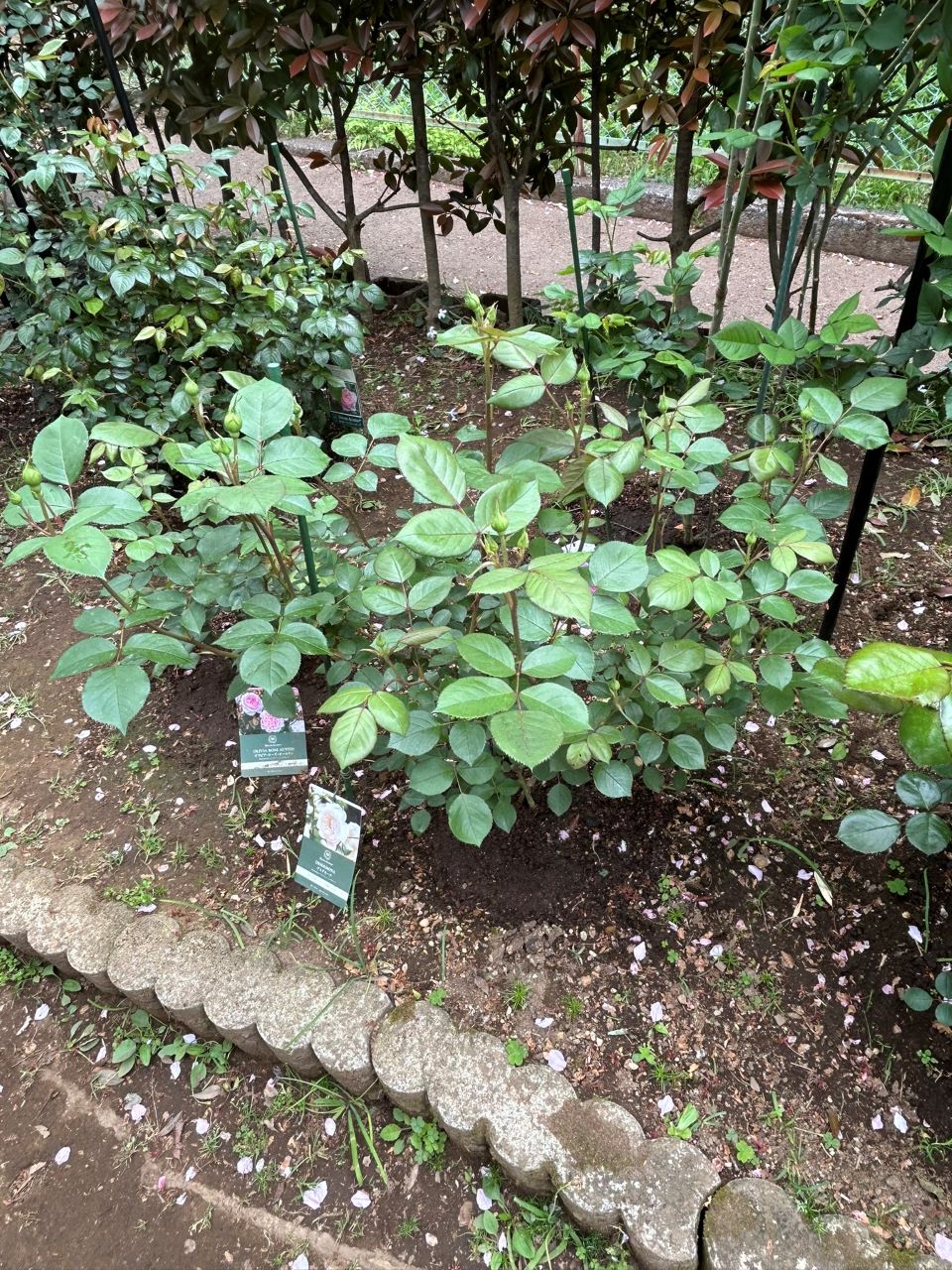 デスデモーナ15L鉢の36週後