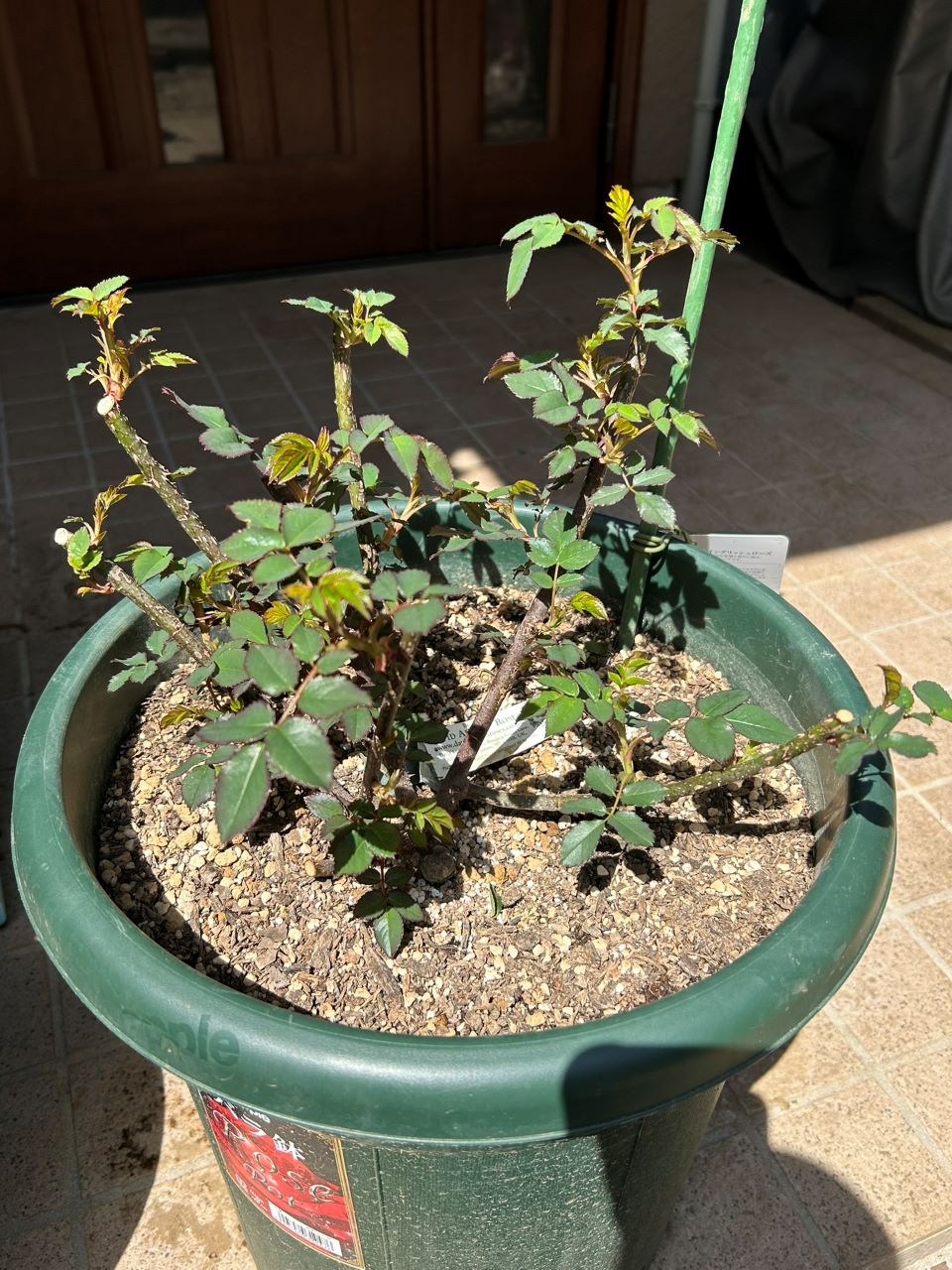 ガブリエル・オーク大苗14週後