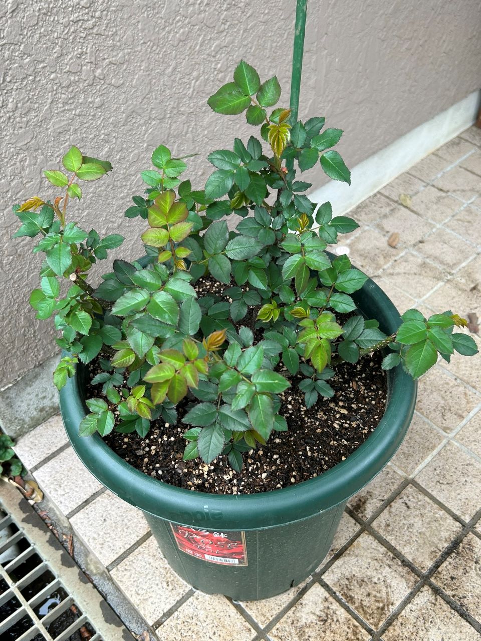 ガブリエル・オーク大苗15週後