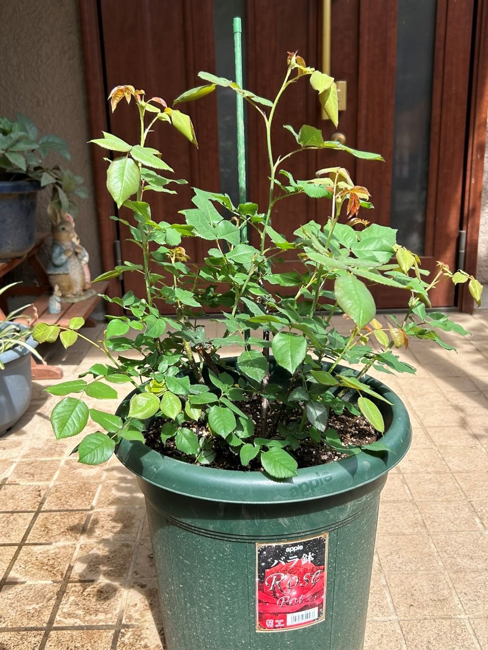 ガブリエル・オーク大苗17週後