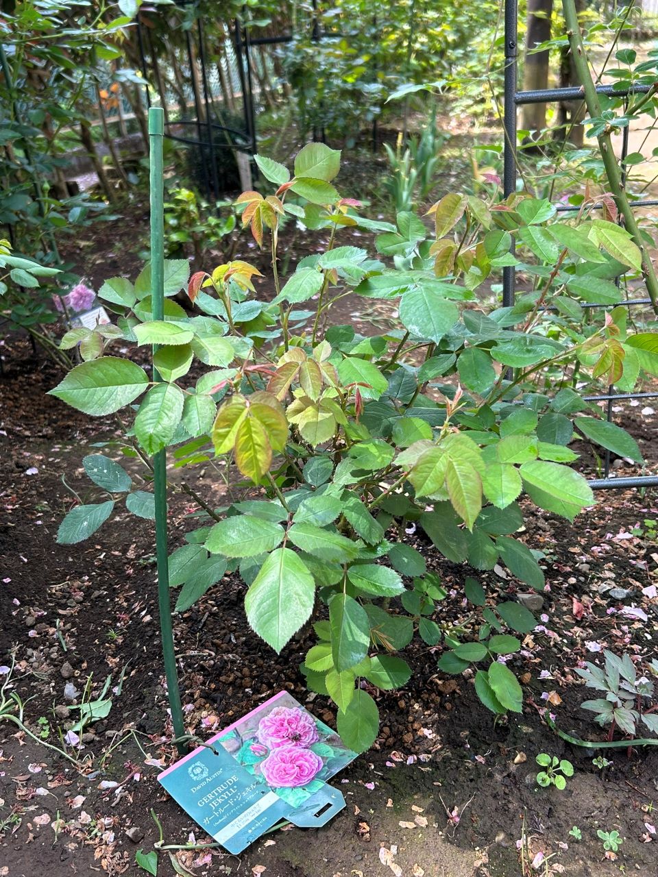 ガートルード・ジェキル代替苗の26週後