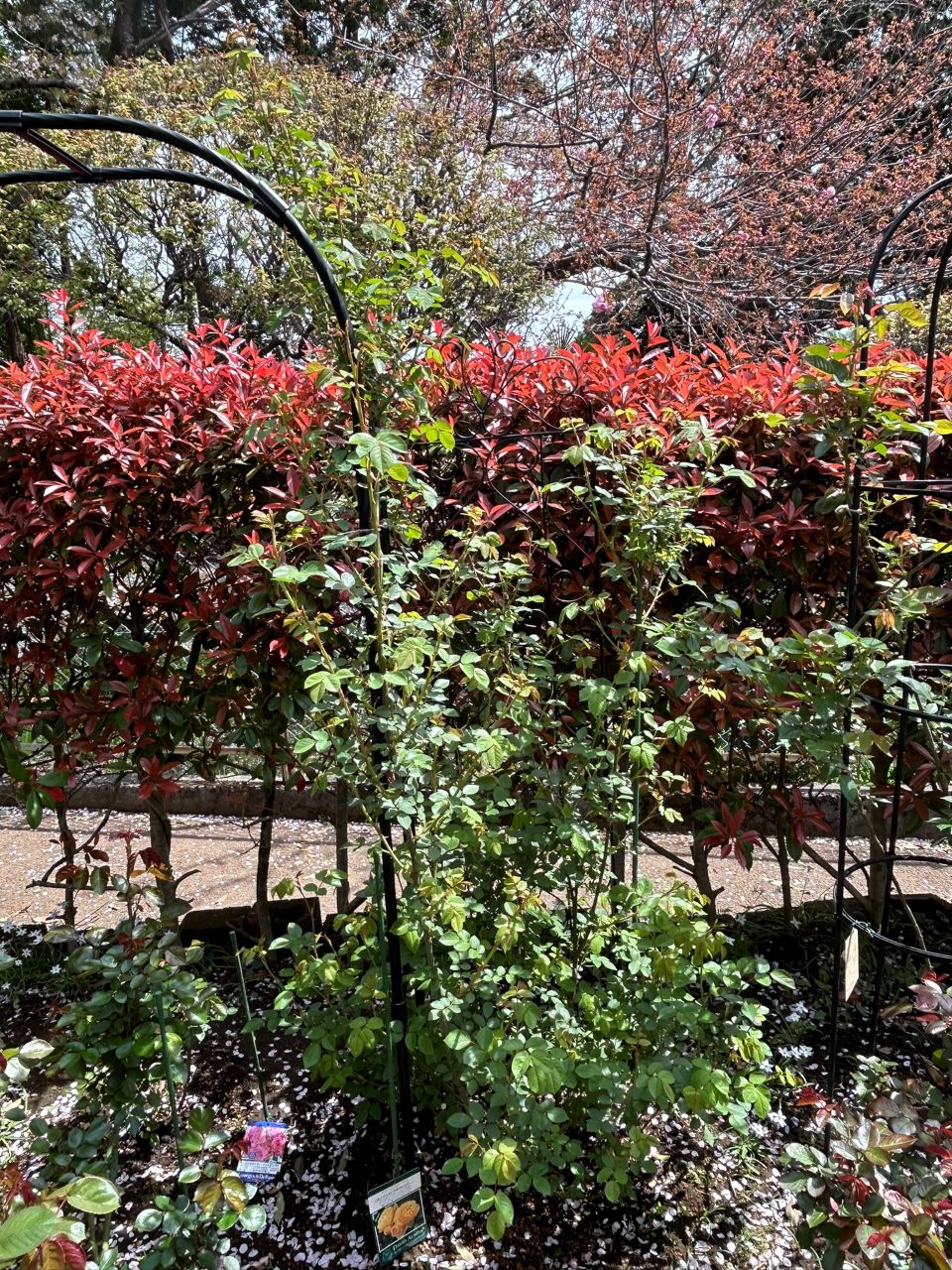 グラハム・トーマス15L鉢の39週後