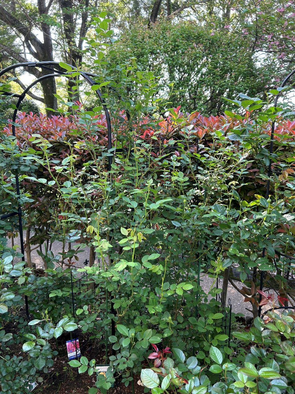 グラハム・トーマス15L鉢の41週後