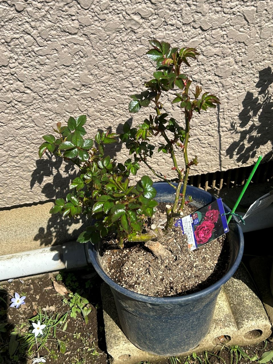 ギー・サヴォア大苗17週後