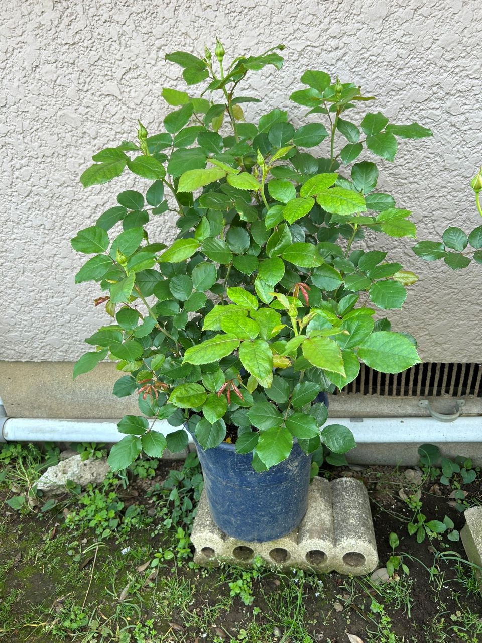 ギー・サヴォア大苗21週後