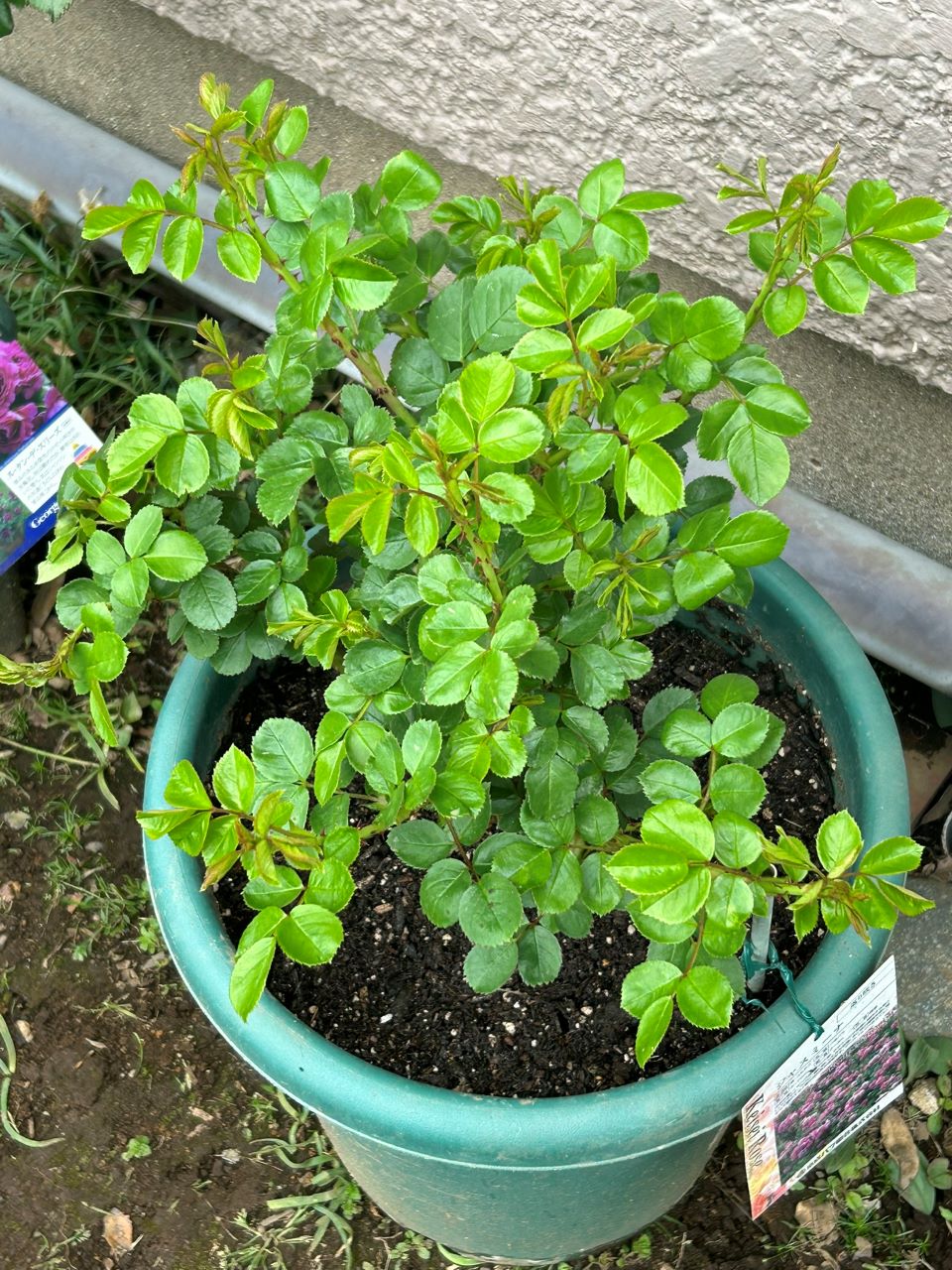 ジャスミーナ大苗の22週後