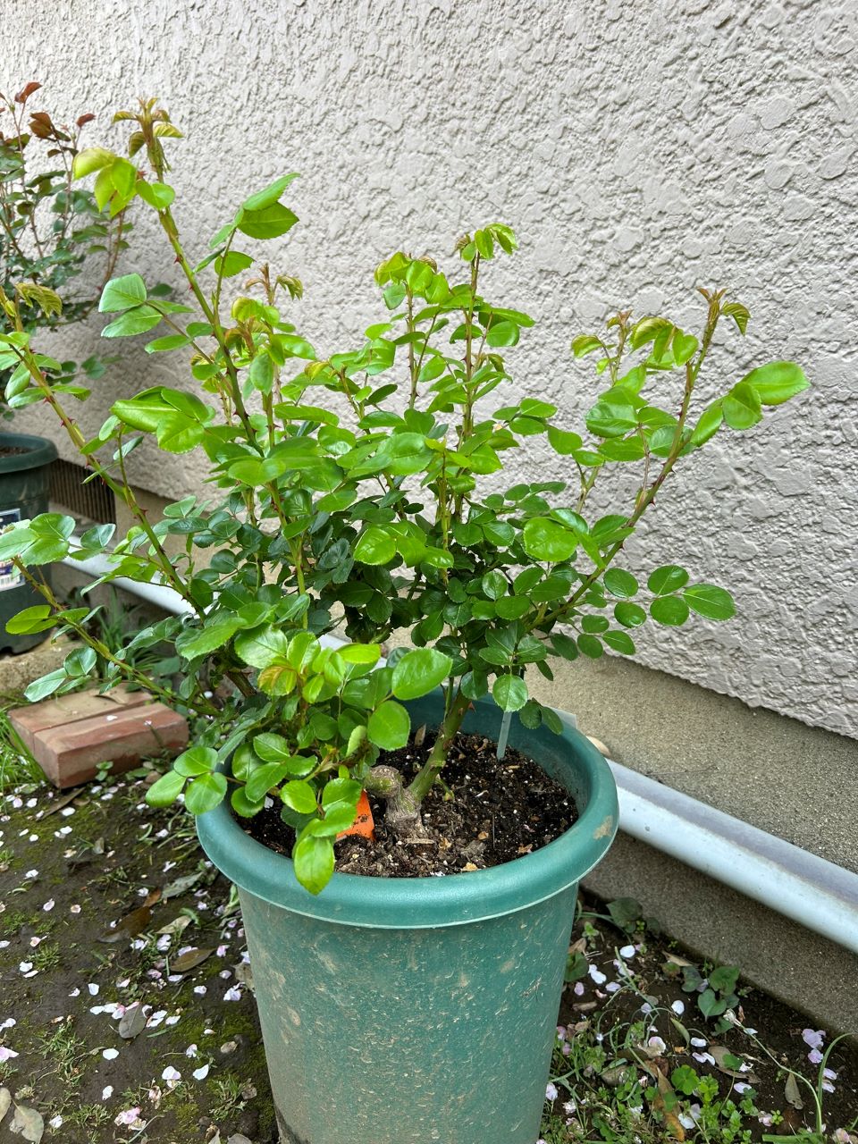 ジャスミーナ大苗の23週後