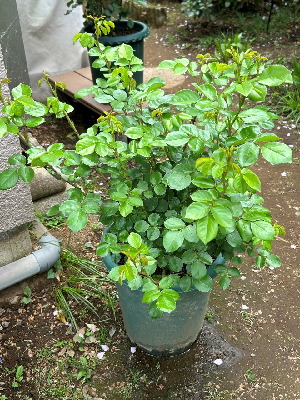 ジャスミーナ大苗の24週後