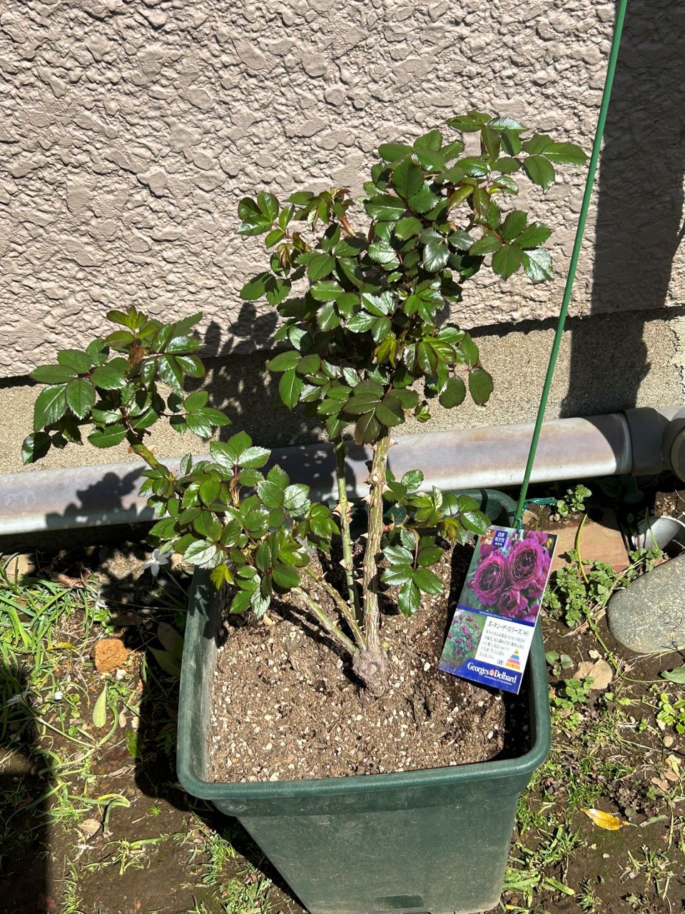 ル・タン・デ・スリーズ大苗8週後