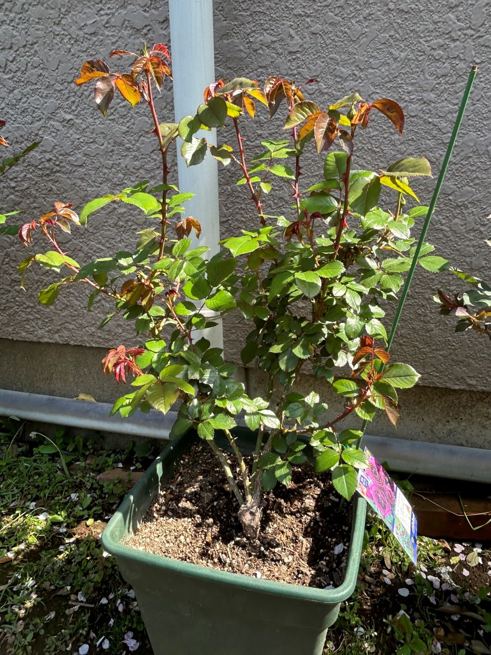 ル・タン・デ・スリーズ大苗10週後