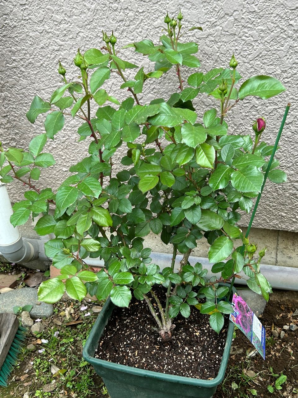 ル・タン・デ・スリーズ大苗10週後