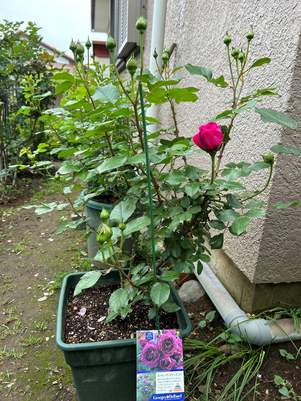 ル・タン・デ・スリーズ大苗11週後