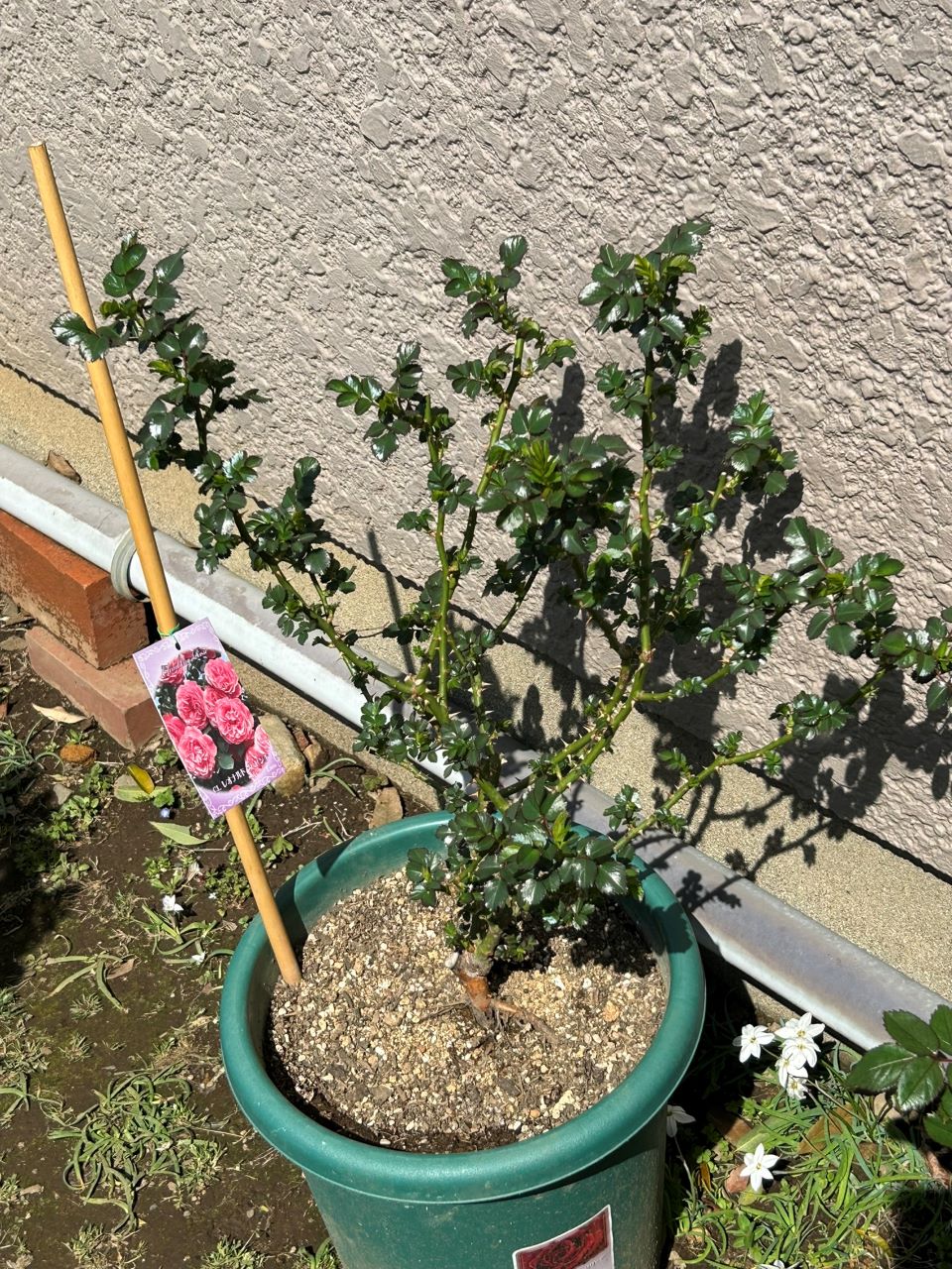 レオナルドダビンチ開花苗26週後