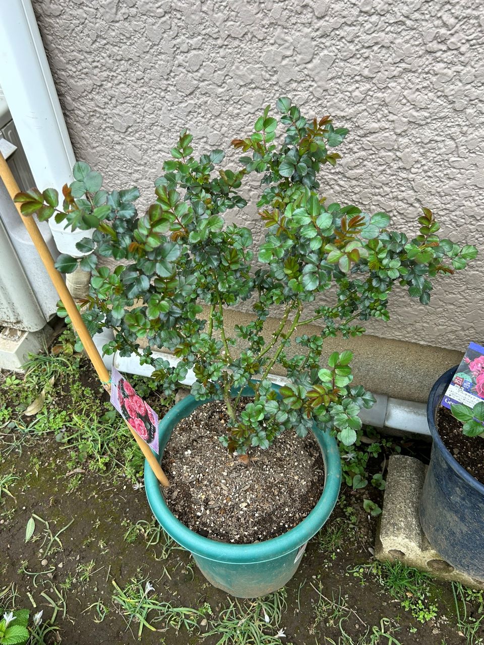 レオナルドダビンチ開花苗27週後