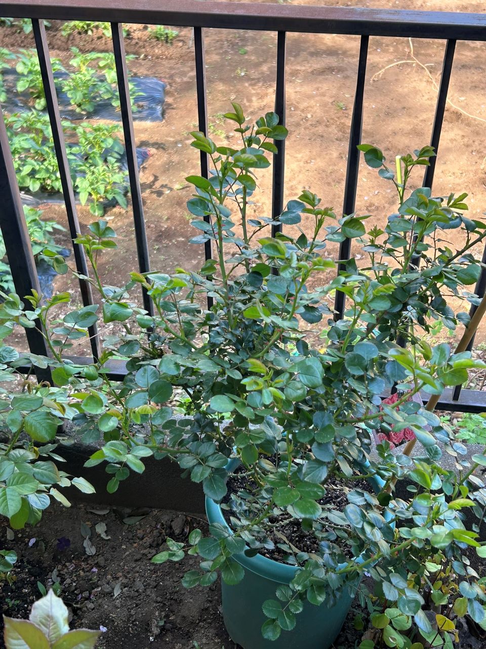 レオナルドダビンチ開花苗29週後