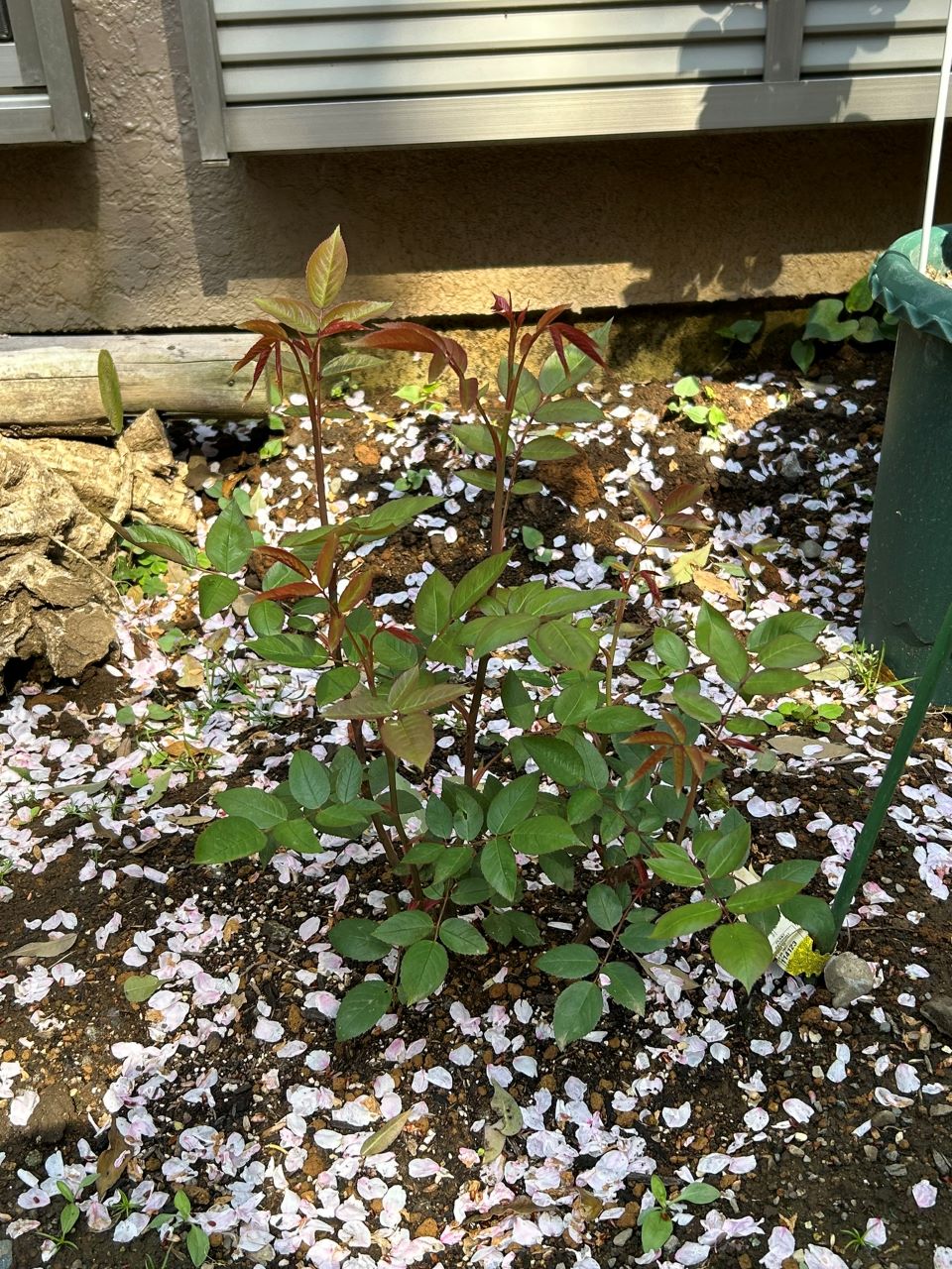 メアリー・ディレイニー裸苗19週後