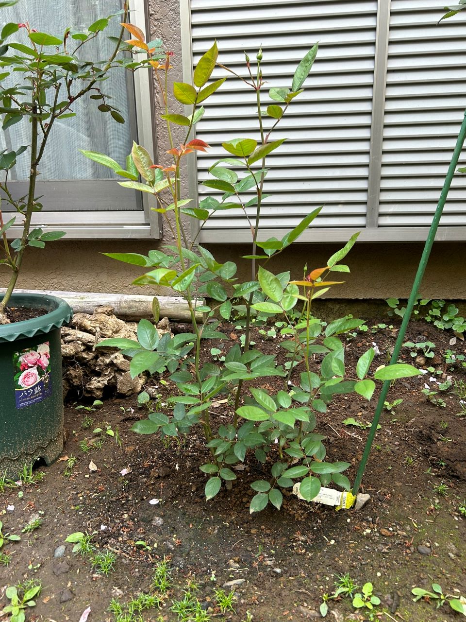 メアリー・ディレイニー裸苗21週後