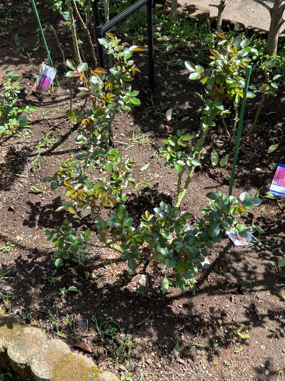 ニコール開花苗の46週後