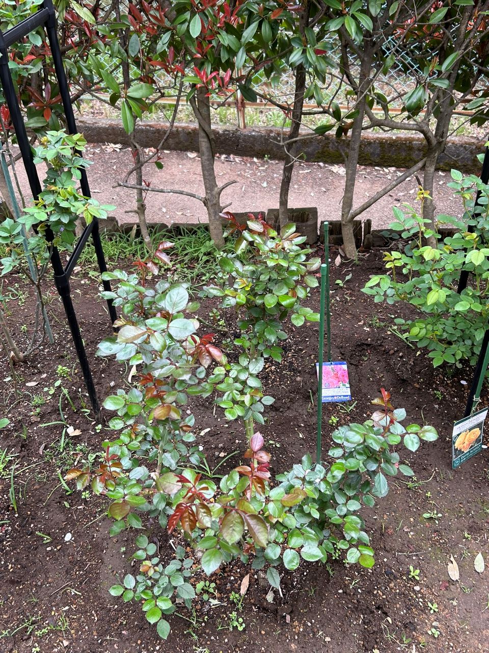 ニコール開花苗の47週後