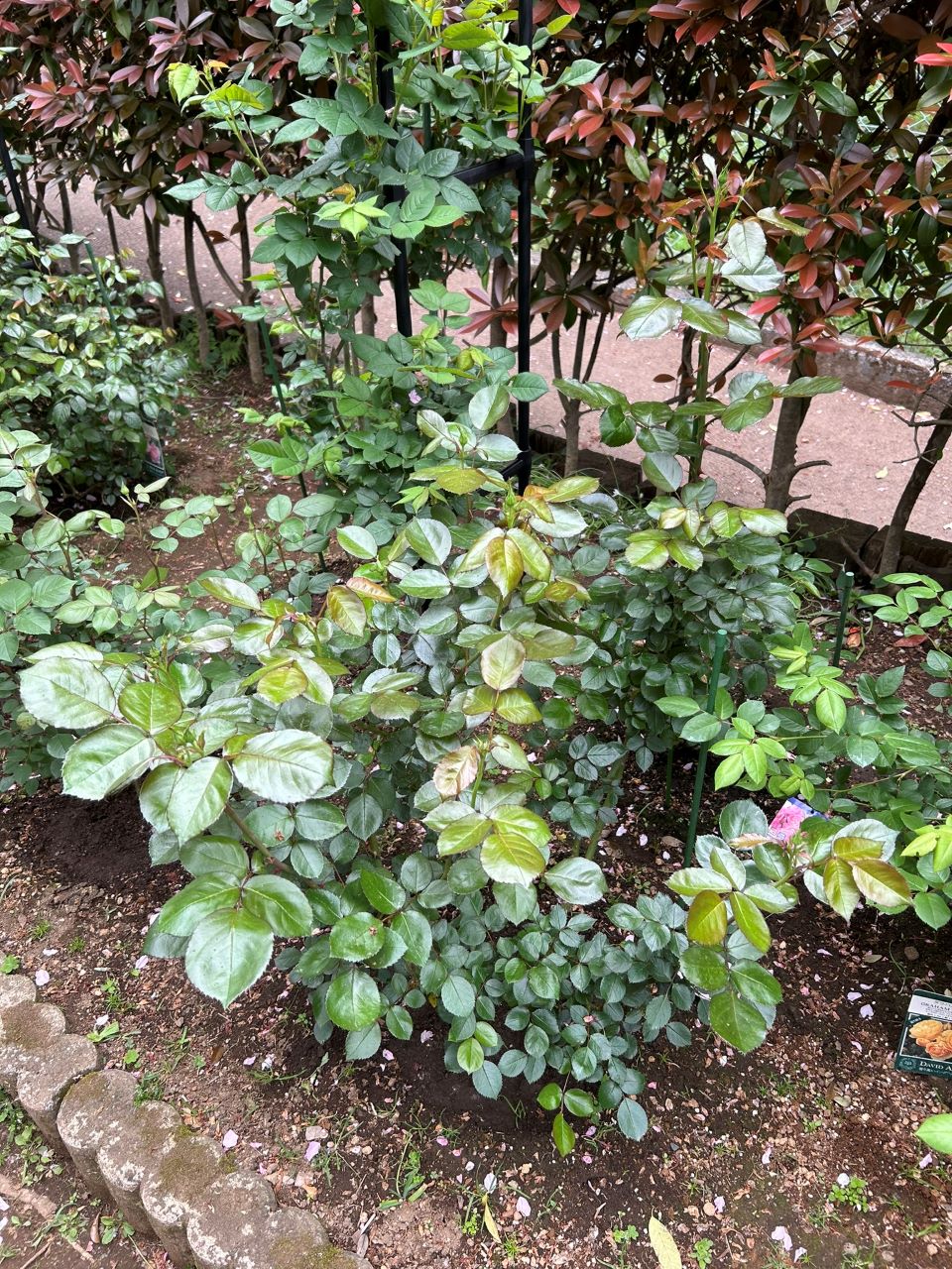 ニコール開花苗の49週後