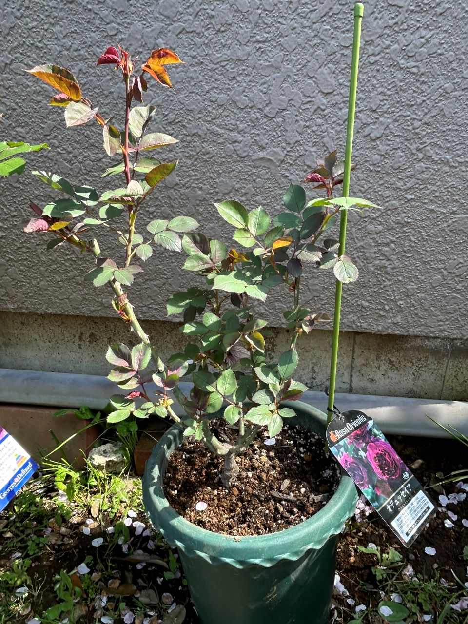 オデュッセイア大苗7週後