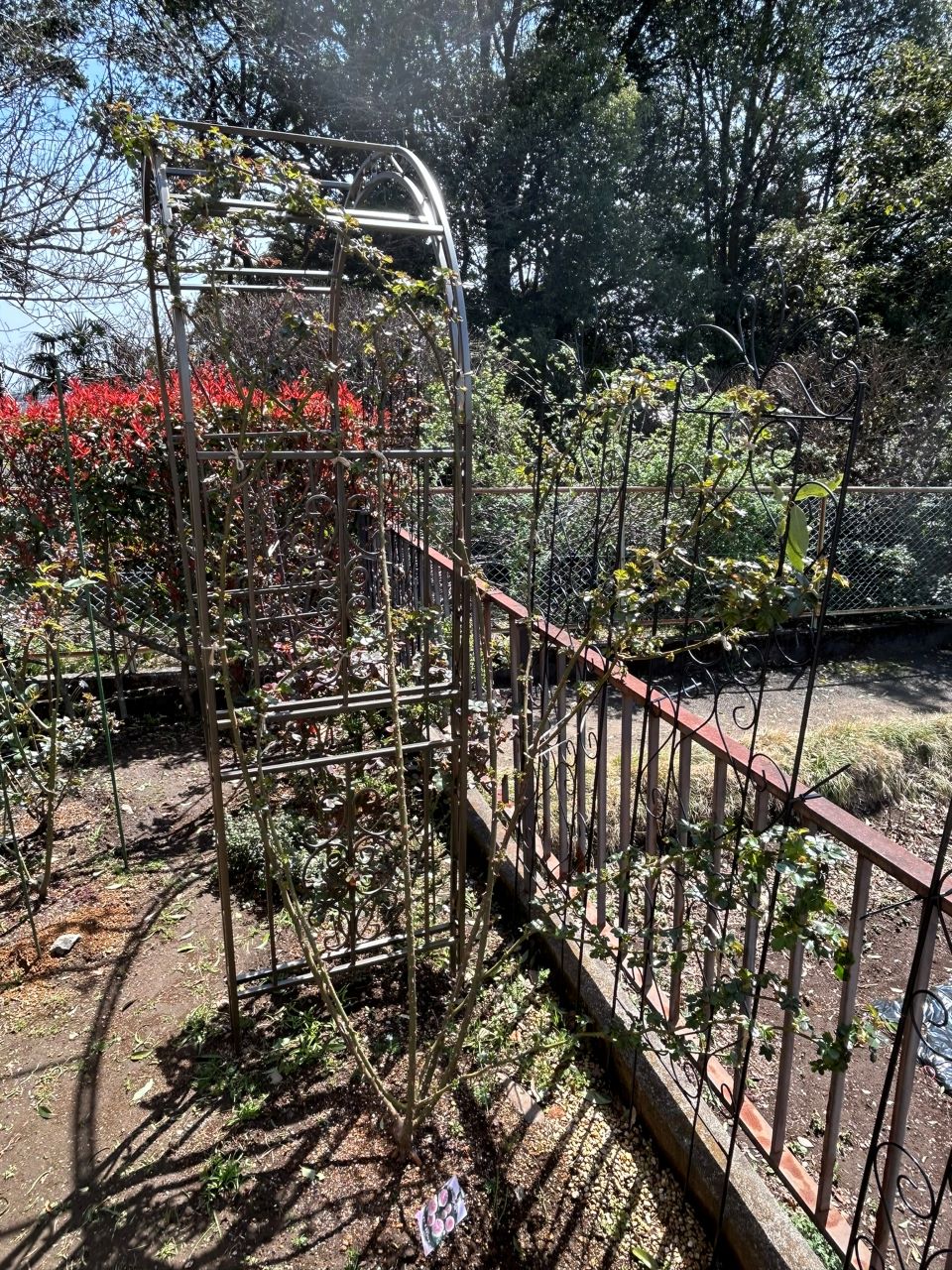 ピエール・ドゥ・ロンサール開花苗43週後