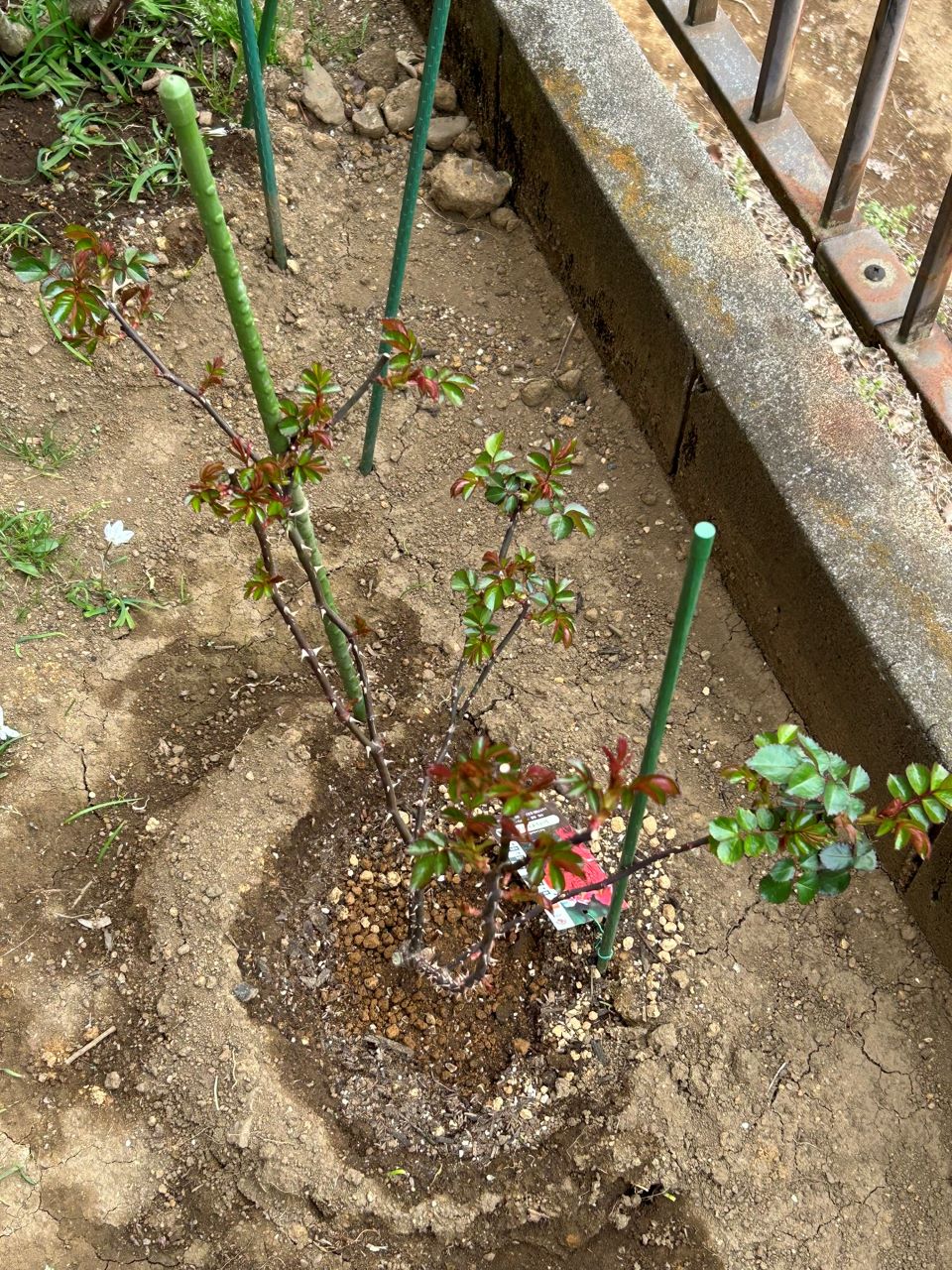 レッドレオナルドダビンチ新苗38週後